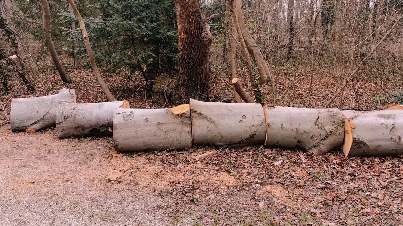 Cut tree logs lying in a forest clearing in Vienna, Austria, during winter