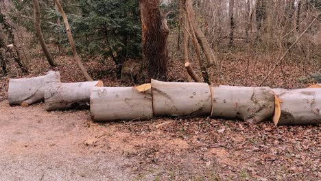 cut tree logs lying in a forest clearing in vienna, austria, during winter