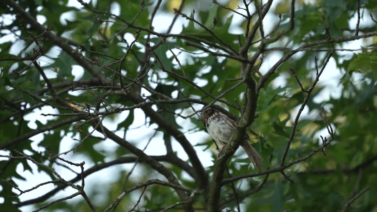un gorrión de canción sentado en una rama dentro de un árbol mirando al mundo