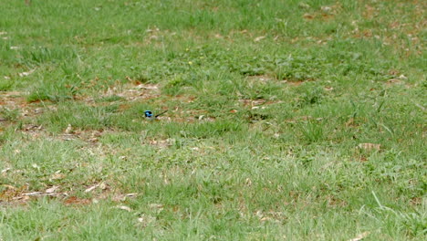 Blauer-Zaunkönig-Hüpft-Auf-Dem-Grünen-Gras-Eines-Parks-Entlang