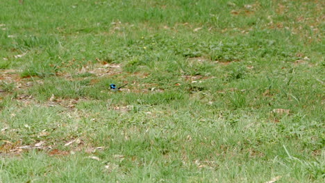 wren azul saltando sobre la hierba verde de un parque