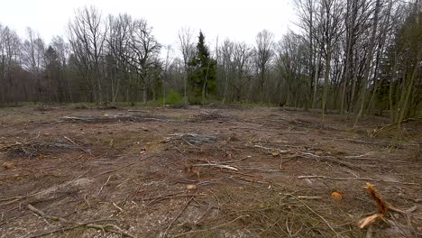 felling site in poland forest - stumps and cut off twigs and branches on the ground after cutting trees and shaving logs