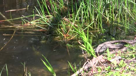 Schöne-Schwarze-Und-Weiße-Kormoran-Wie-Vögel-Am-Ufer-Des-Sees-In-Everglades