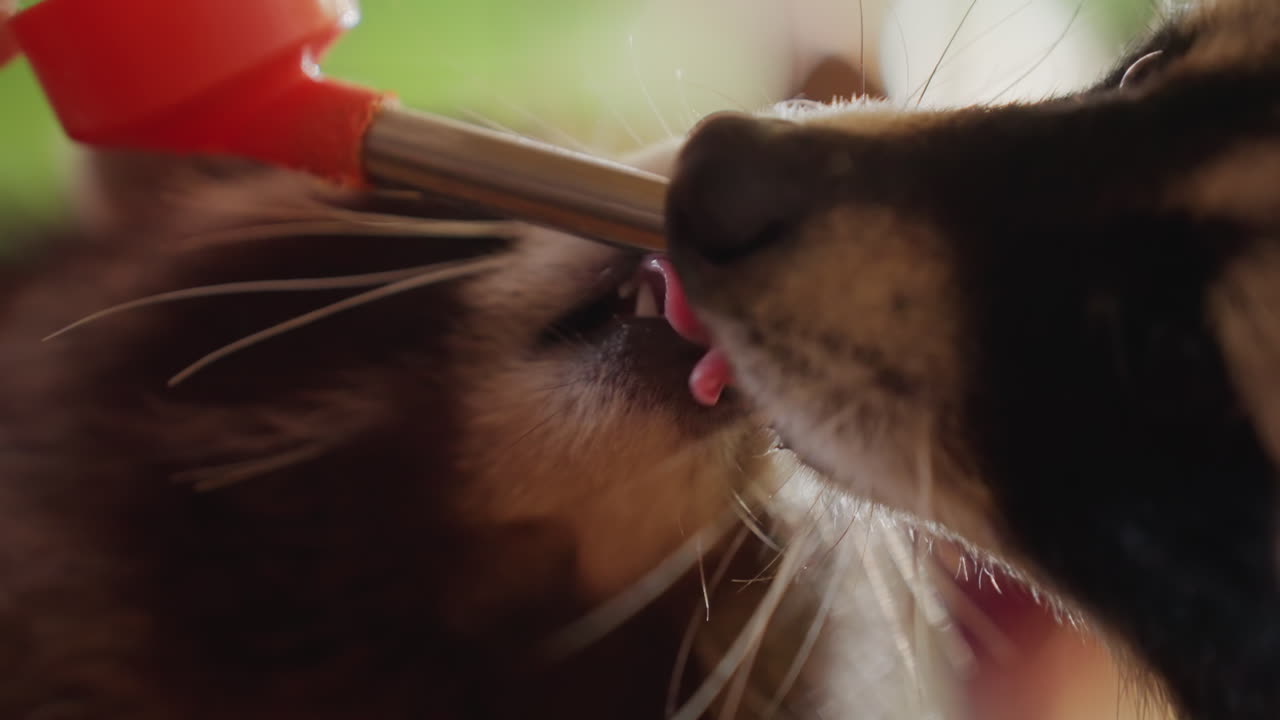 dois guaxinins dividindo uma garrafa em close-up, filhotes brincalhões e irmãos se aninham e lutam em volta de metal enquanto a luz do sol ilumina os bigodes, cena sincera de abrigo equilibrando cooperação e rivalidade, línguas