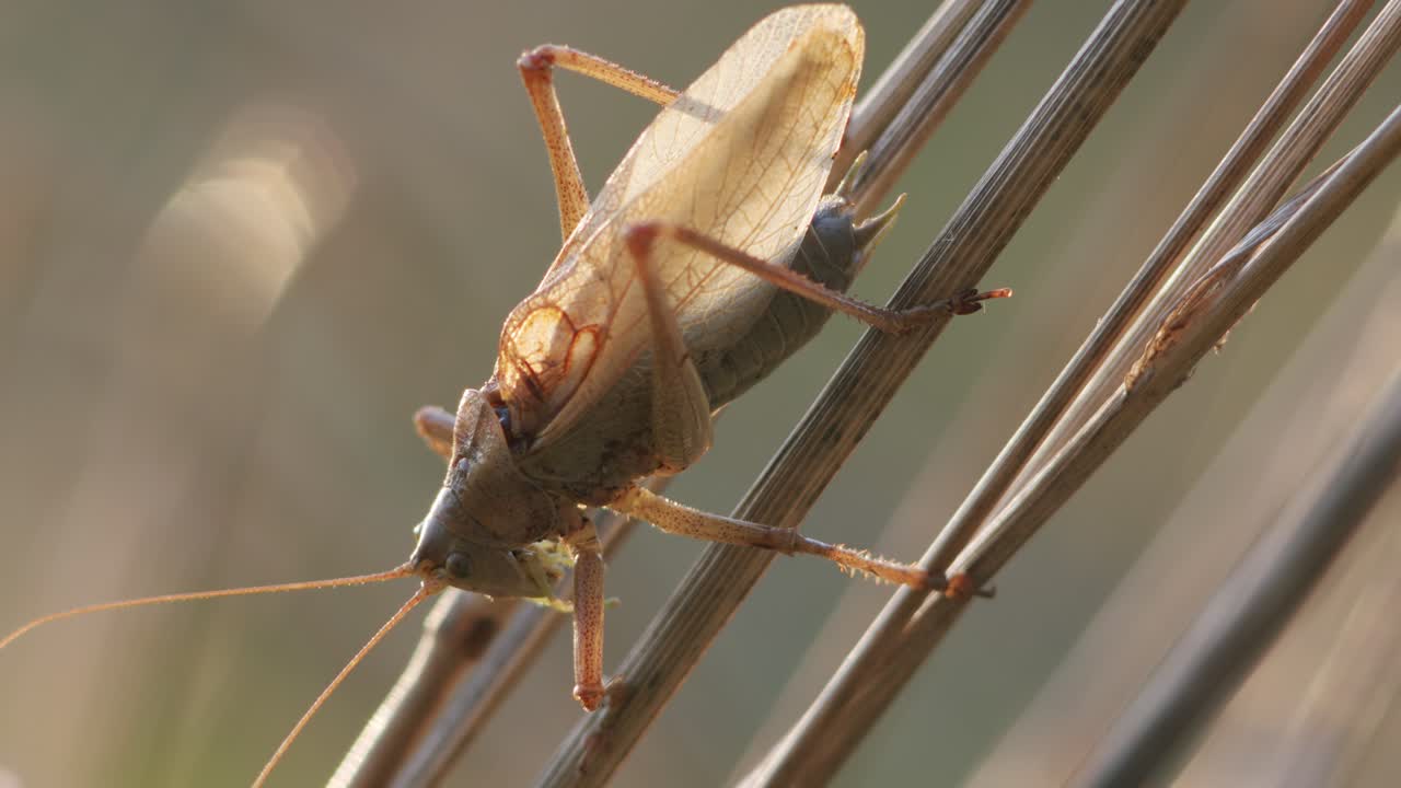 grillo de arbusto a finales de otoño, la luz del atardecer canta sobre el tallo de la hierba