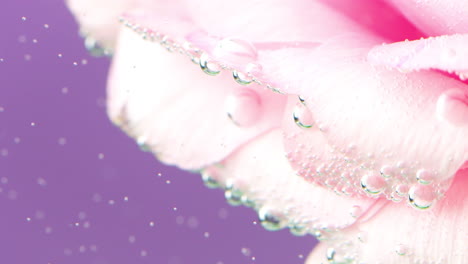 pink rose petals underwater with bubbles