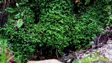 üppiger-Grüner-Klee-Bedeckt-Den-Waldboden