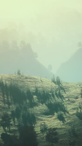 autumn forest on green rocky hills