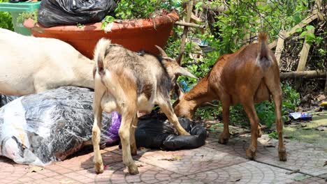 two goats rummaging through garbage in ninh binh