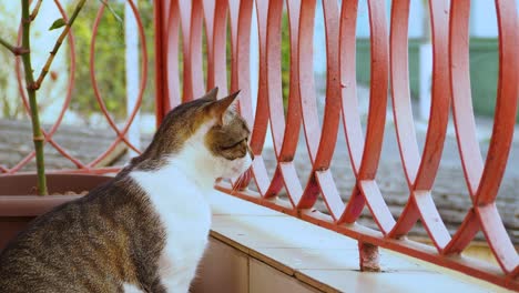 cute yawning cat watching life from the porch