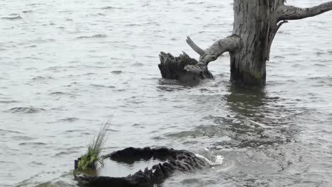 naturaleza al aire libre día nublado extremadamente ventoso en el lago