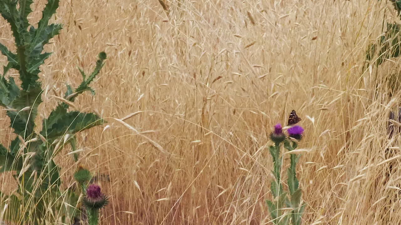 Wide angle grassland: Orange Painted Lady Butterfly on thistle flower