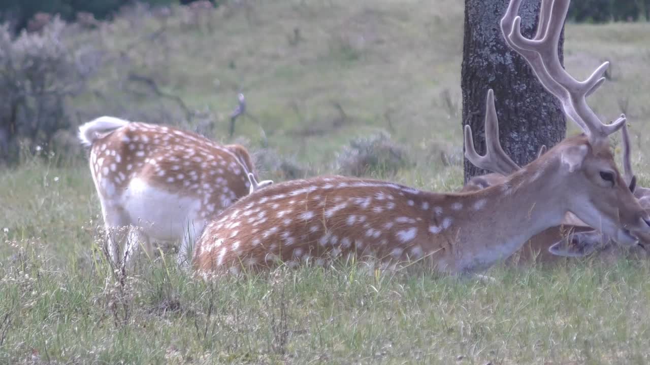 ciervos rumiantes que se refugian en la sombra. encuadre estable