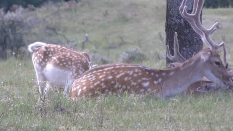 Wiederkäuende-Hirsche,-Die-Im-Schatten-Chillen.-Ruhiger-Schuss