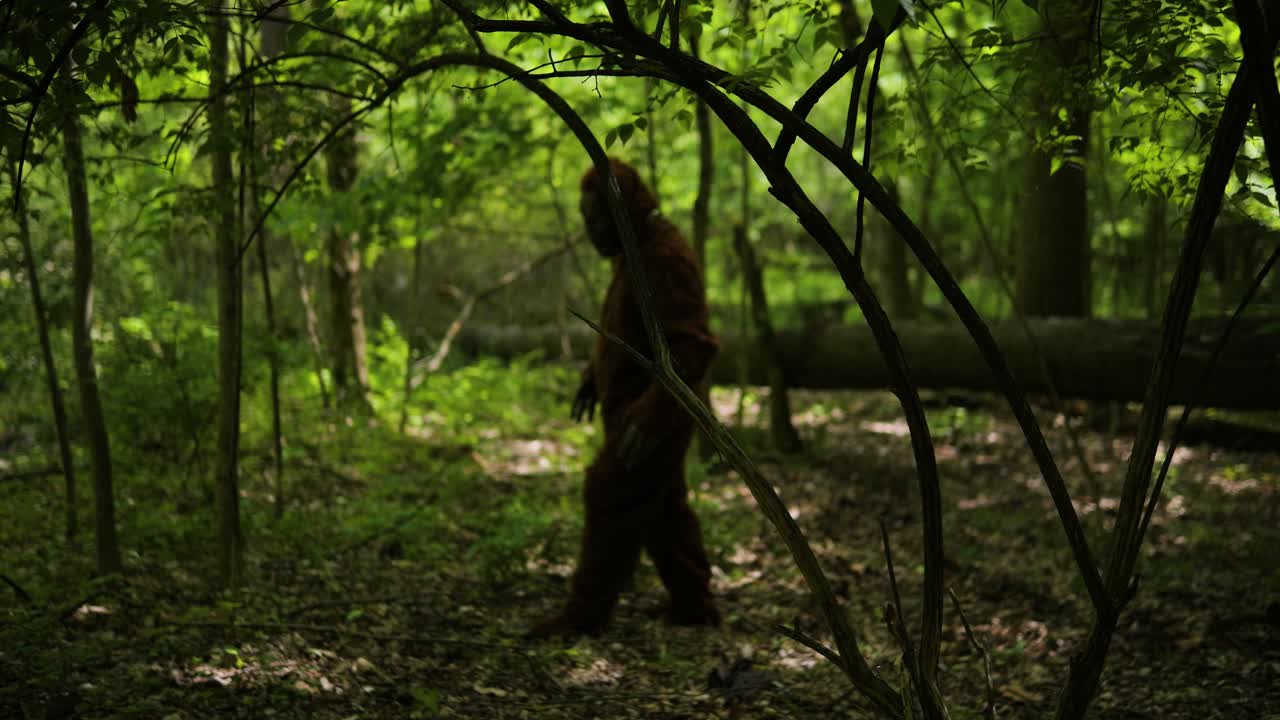 Bigfoot sasquatch gressmann, kryptid vandrer i skogen