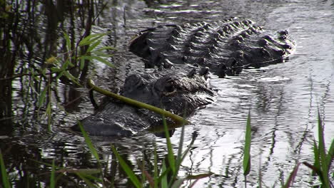 Caimanes-Nada-Hacia-El-Espectador-En-Los-Everglades-1