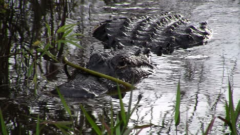 caimanes nada hacia el espectador en los everglades 1