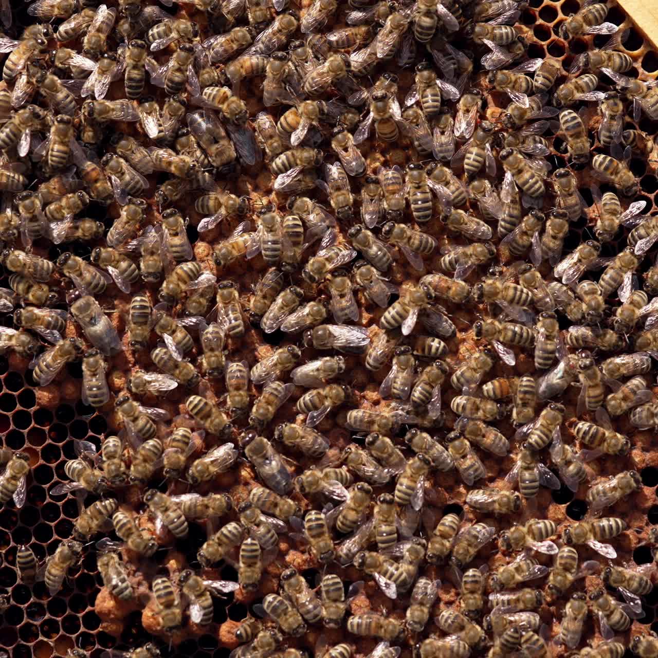 Bees moving on frame background. Bare hand of a beekeeper touching bees that are crawling on honeycombs. Apiculture concept
