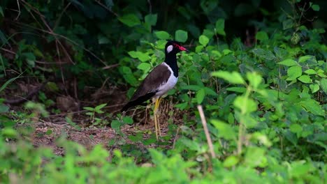 Der-Rotlappenkiebitz-Ist-Einer-Der-Häufigsten-Vögel-Thailands