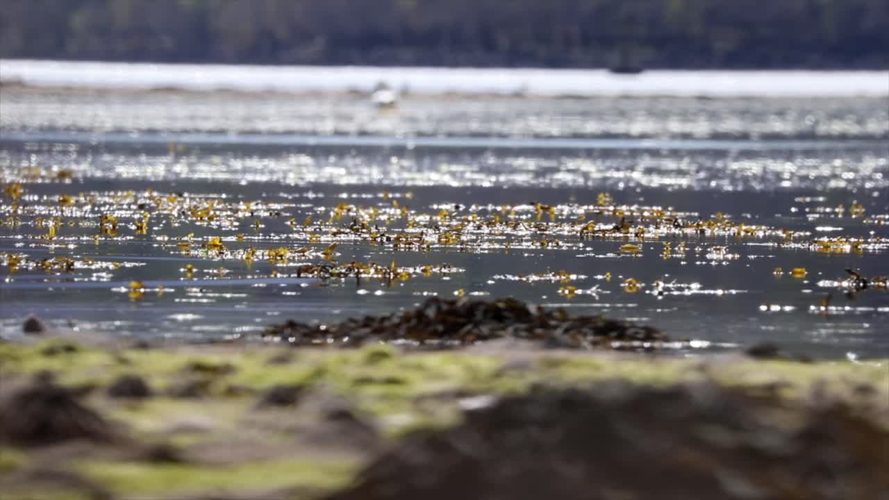 Otter in Kelp Forest