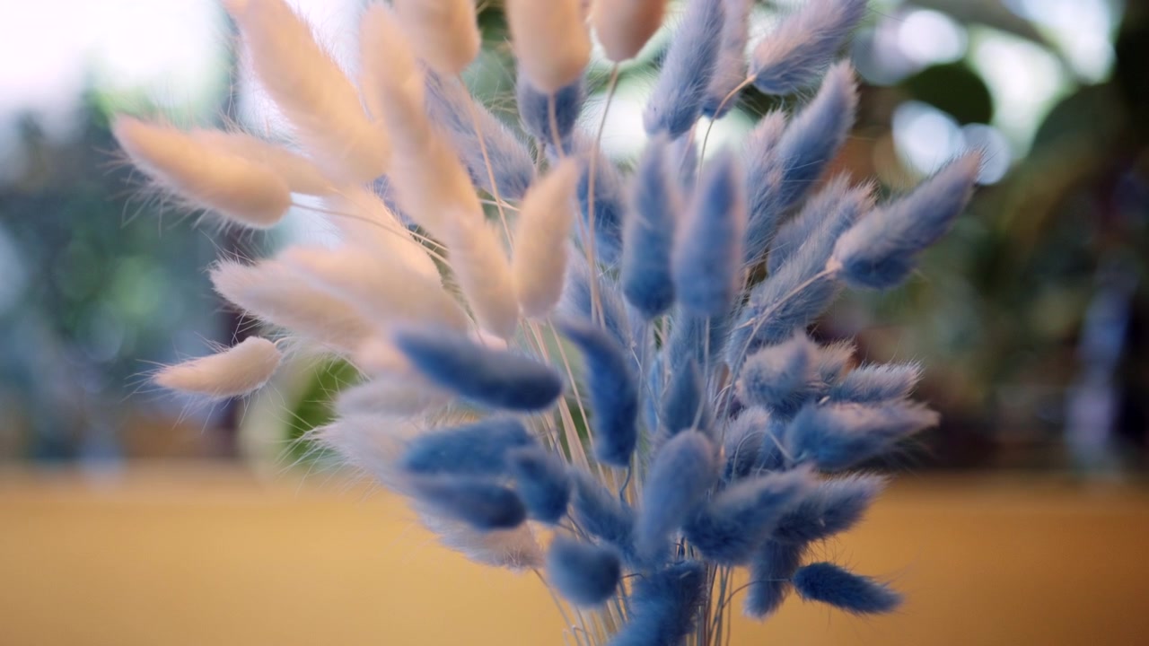 Gros plan de plantes séchées douces et duveteuses dans des tons de bleu clair et de beige. Les tiges sont regroupées, avec un arrière-plan flou créant une faible profondeur de champ.