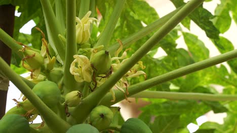 Frische-Und-Zerrissene-Papaya-An-Seinem-Baum