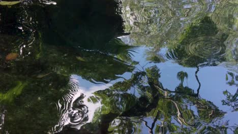 close up of the reflection on the water of a cenote in tulum mexico