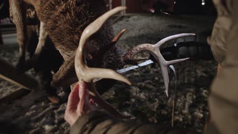 measuring white tailed deer buck antlers