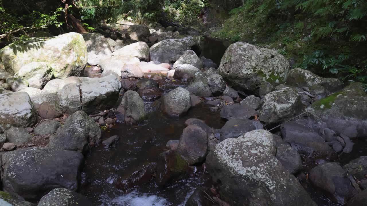 울창한 열대 우림 풍경을 가로질러 흐르는 하천