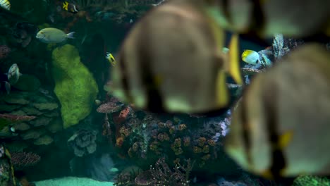 大型水族館,裝飾有熱帶魚,海<unk>和<unk>魚的珊瑚礁