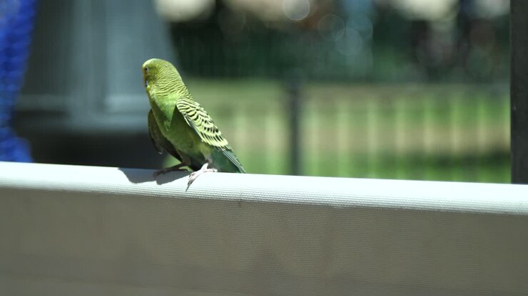 Budgie Taking Flight