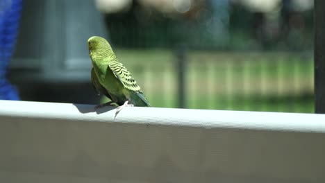 Budgie-tomando-vuelo