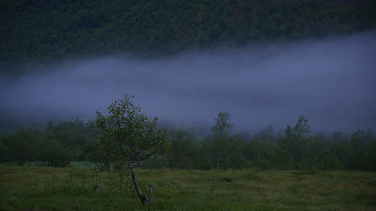 Mist moves slowly with the wind in a woody terrain