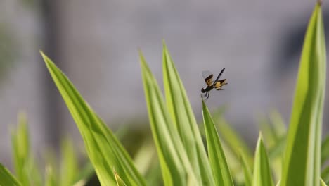 Rice-and-Dragonfly-in-Early-Morning-at-Surin-Province,-Thailand