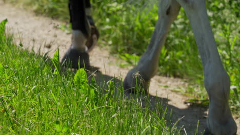 Close-up-of-a-white-horse's-hooves-at-a-walk-on-a-sunny-day