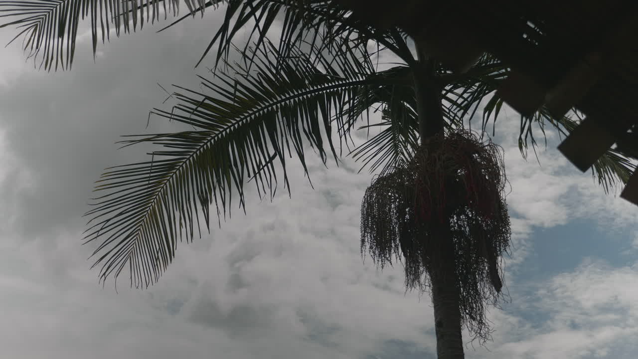 palma y cielo en guatapá© lago en el departamento de antioquia en colombia