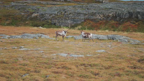 two reindeer stand surrounded the autumn tundra landscape