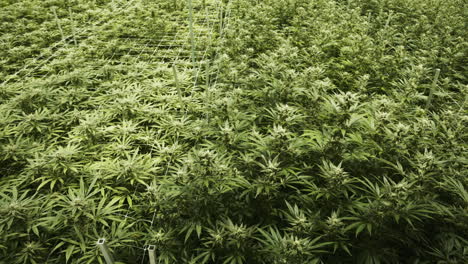 large amount of marijuana cannabis plants growing in an indoor grow operation