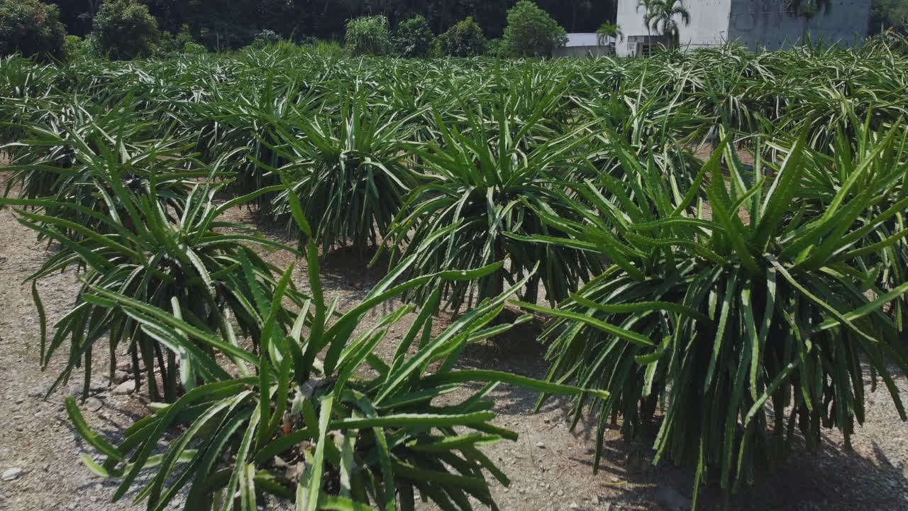 드래곤 과일 과수원의 드론 보기