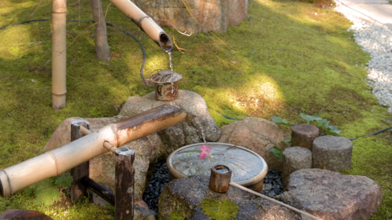 Inquadratura fissa di una fontana d'acqua in bambù che si inclina in un lussureggiante giardino giapponese muschioso
