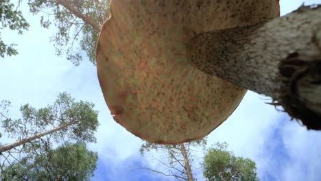 vista de abajo, un hongo noble y real, el hongo blanco boletus.