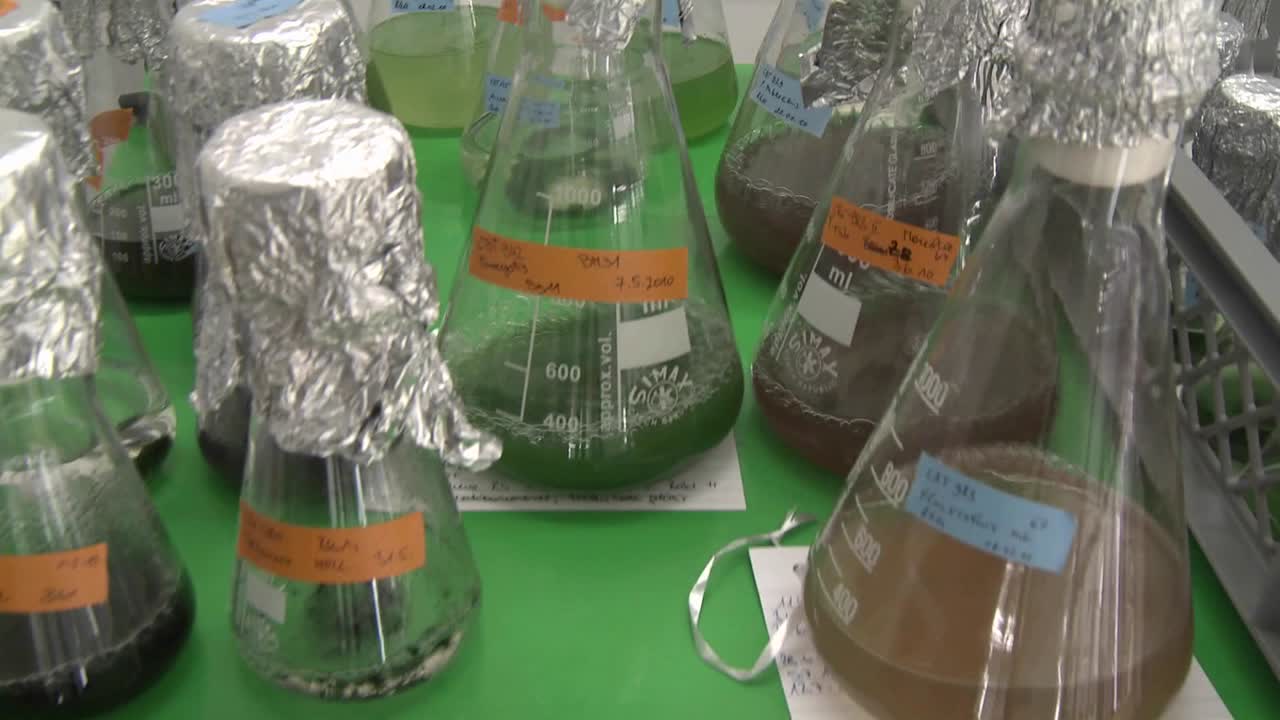 조류가 있는 삼각 플라스크를 흔들면 조류가 움직이지 않는 것보다 더 빨리 자랄 수 있습니다.