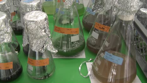 erlenmeyer flasks with algae are shaken in order to allow the algae to grow faster than without movement