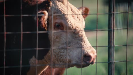 Kuh-Schaut-über-Den-Zaun-Auf-Der-Rinderfarm-Hinaus