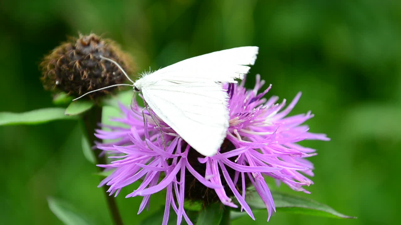 Riprese estive. Farfalla su un fiore