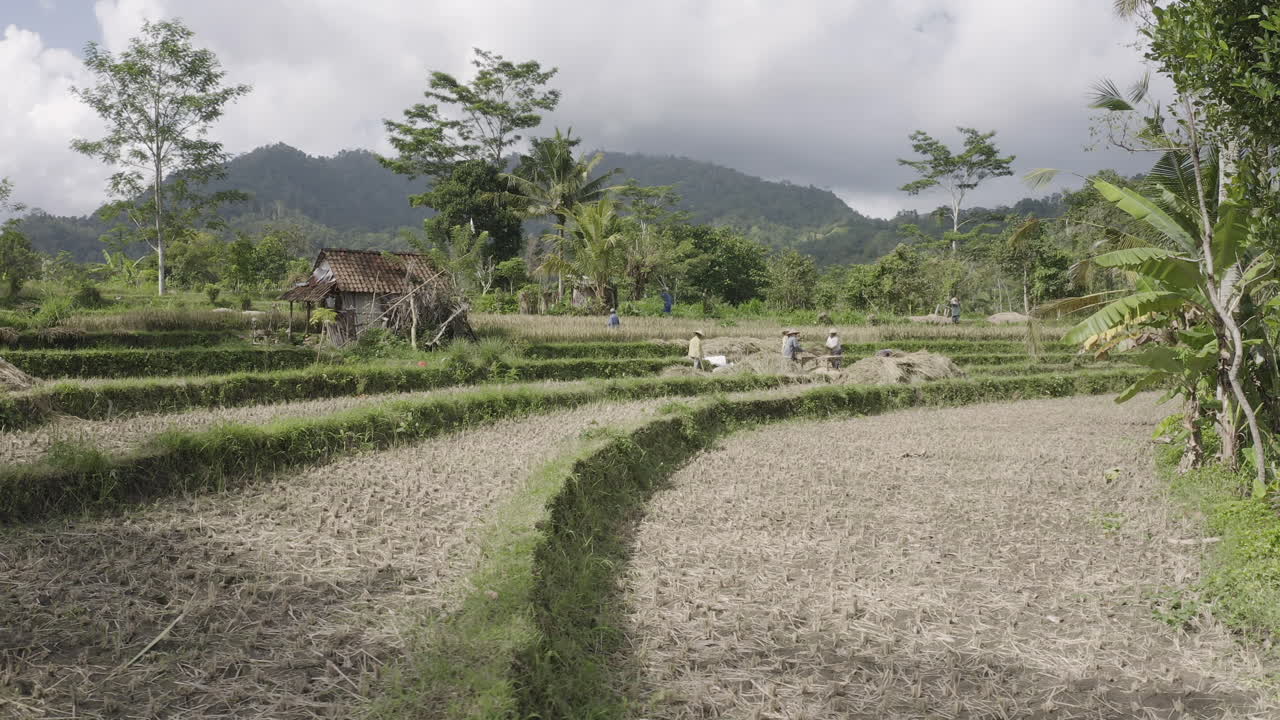Women harvesting rice in Bali Indonesia, travelling shot