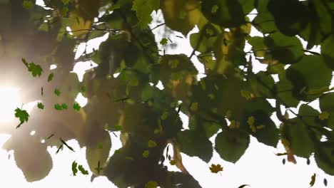 animación de varias hojas que caen sobre el bosque verde