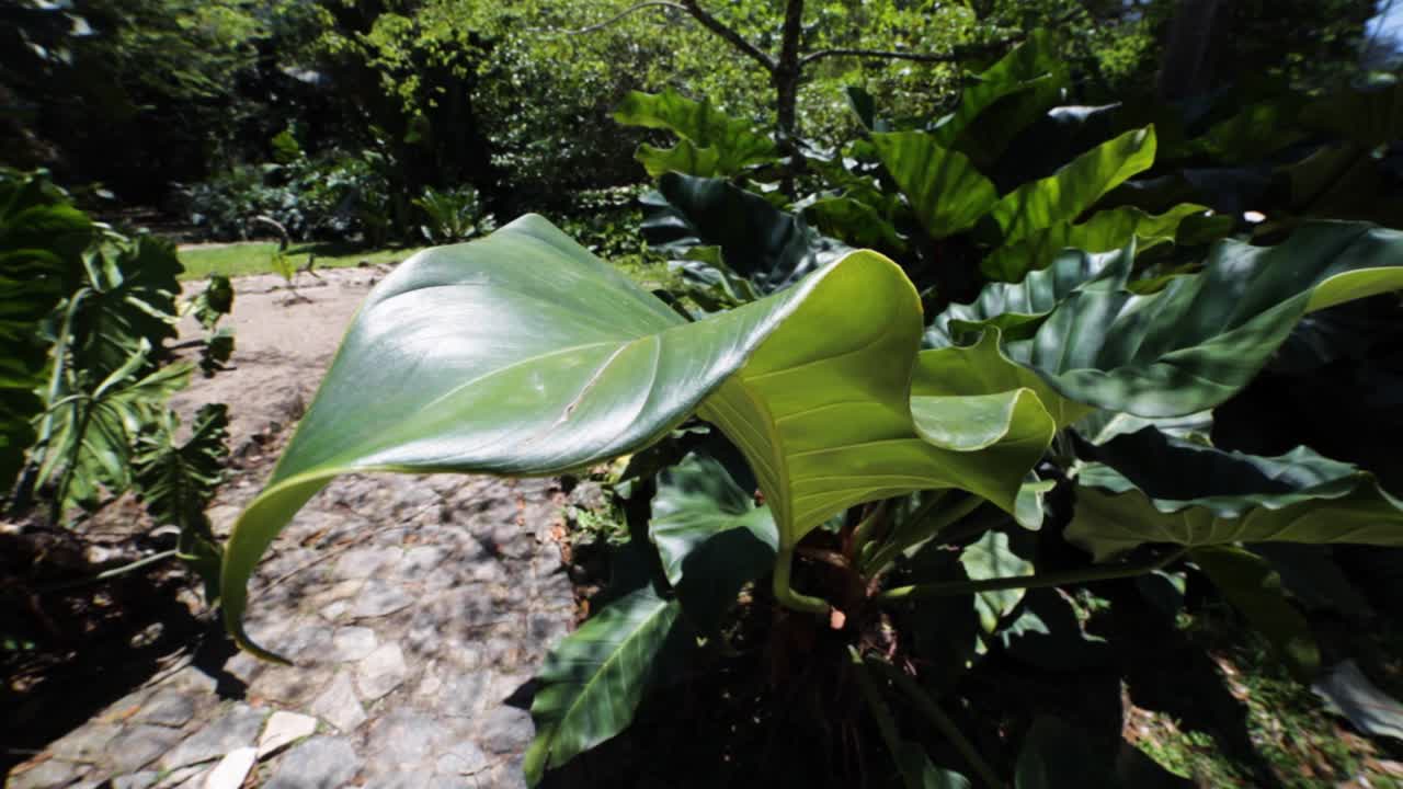 hoja de planta verde grande que se mueve suavemente en una brisa vista desde arriba y de cerca con tierra seca que la rodea y otra vegetación en el fondo