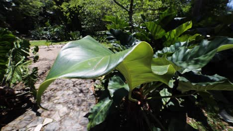 big green plant leaf gently wiggling in a breeze seen from above and up close with dry soil surrounding it and other greenery in the background