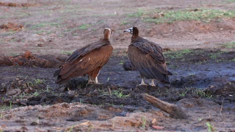 pair of hooded vultures scavenge for food in the mud near chobe river